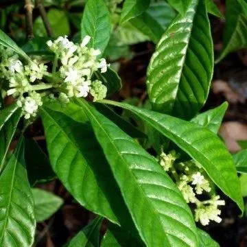 thumbnail for publication: Alternatives to Invasive Plants Commonly Found in Central Florida Landscapes